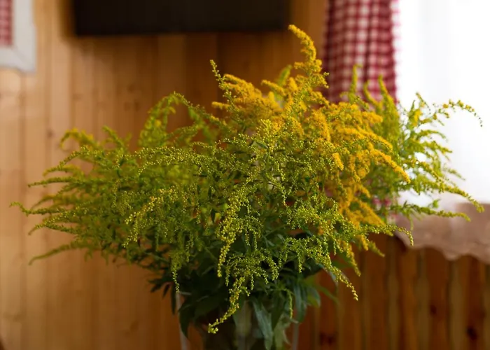 Kwatera prywatna Goscinne Gabi Gniezdzewo